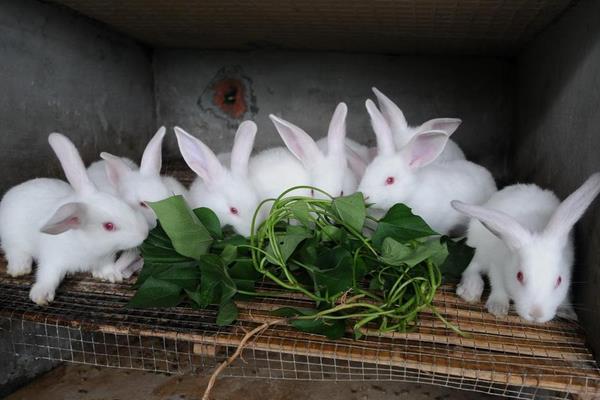 肉兔可以散養嗎？怎么散養？有哪些優點和缺點？