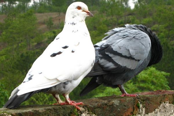 養(yǎng)鴿子的利潤(rùn)