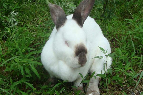 肉兔可以散養嗎？怎么散養？有哪些優點和缺點？