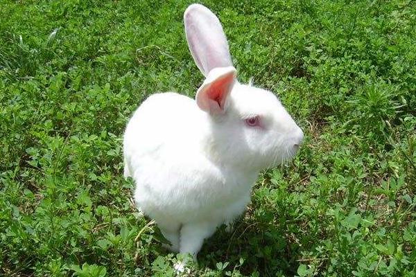 肉兔可以散養嗎？怎么散養？有哪些優點和缺點？