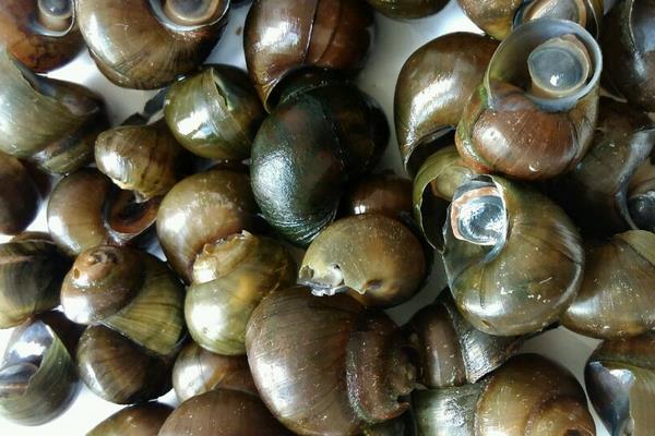 養田螺怎么樣?養田螺能賺錢嗎?