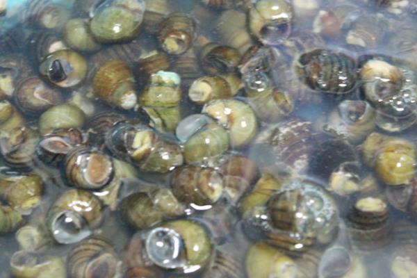 養田螺怎么樣?養田螺能賺錢嗎?