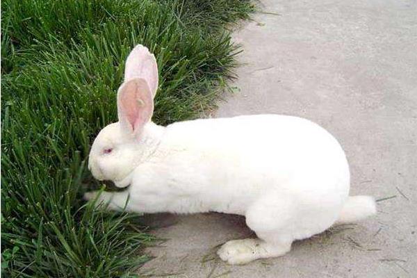 肉兔可以散養嗎？怎么散養？有哪些優點和缺點？
