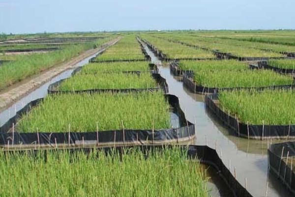 養田螺怎么樣？養田螺能賺錢嗎？