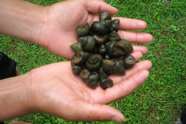 養田螺怎么樣？養田螺能賺錢嗎？