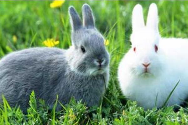 肉兔可以散養嗎？怎么散養？有哪些優點和缺點？