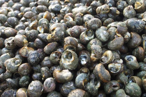 養田螺怎么樣？養田螺能賺錢嗎？