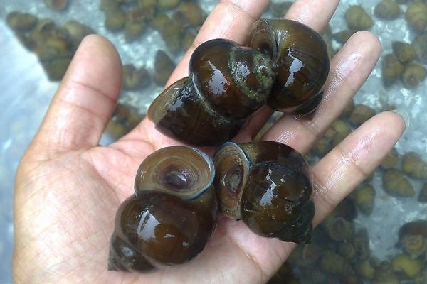 養田螺怎么樣？養田螺能賺錢嗎？