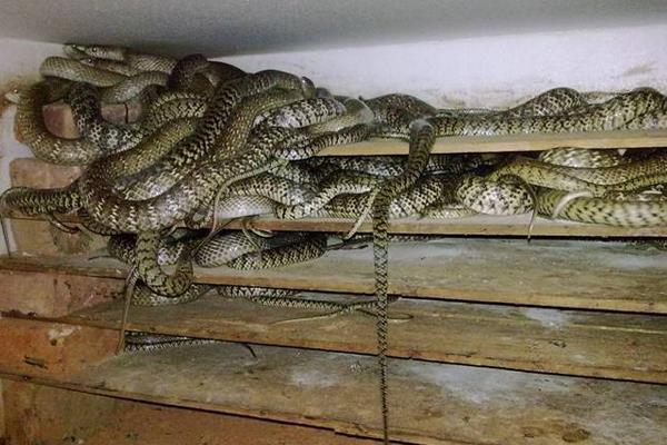 養1000條蛇能賺多少錢?養蛇的成本和利潤