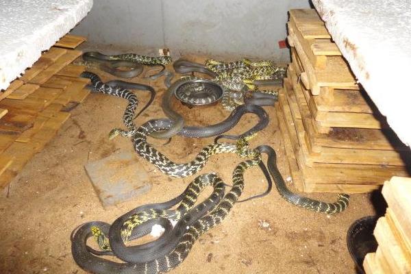 養1000條蛇能賺多少錢?養蛇的成本和利潤