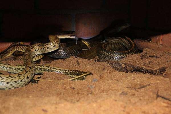 養1000條蛇能賺多少錢?養蛇的成本和利潤
