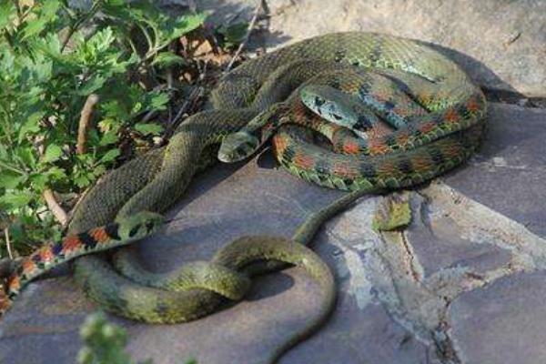 養1000條蛇能賺多少錢?養蛇的成本和利潤