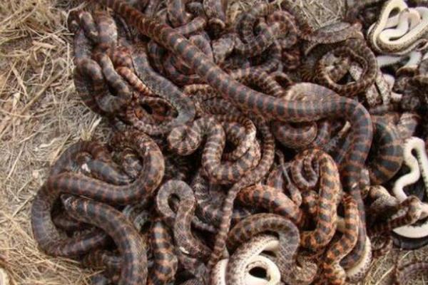 養1000條蛇能賺多少錢?養蛇的成本和利潤