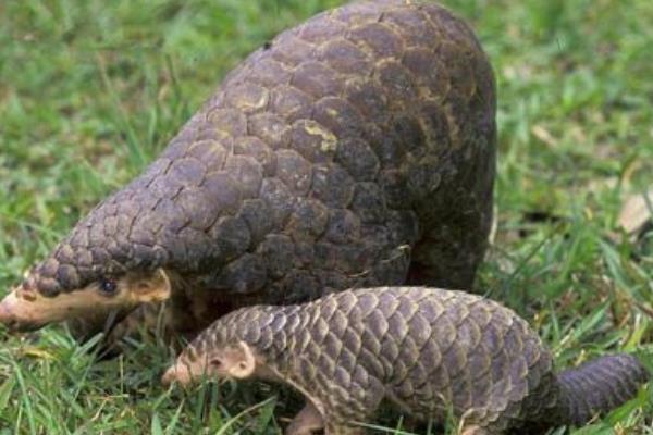 養(yǎng)穿山甲的市場前景