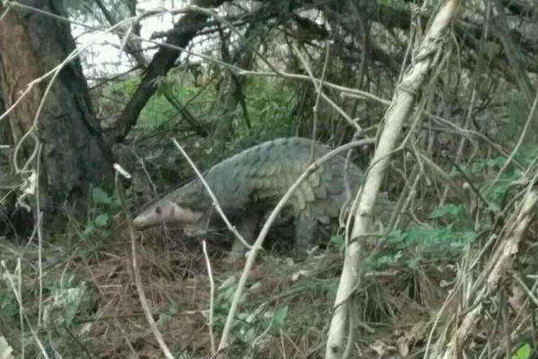 養(yǎng)穿山甲的市場前景