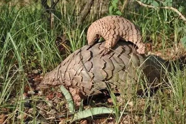 養(yǎng)穿山甲的市場前景