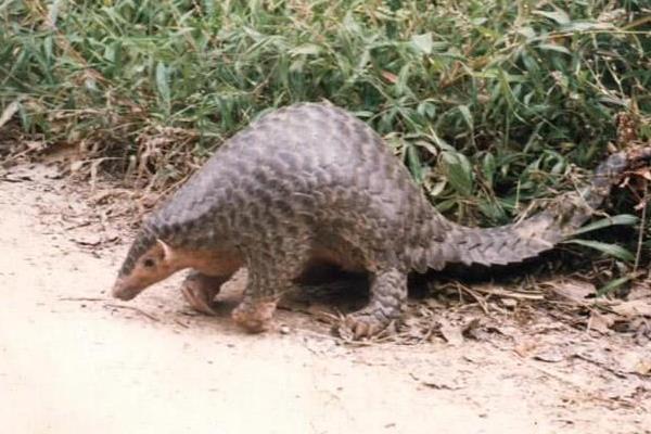 養(yǎng)穿山甲的市場前景
