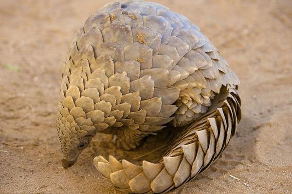 養(yǎng)穿山甲的市場前景