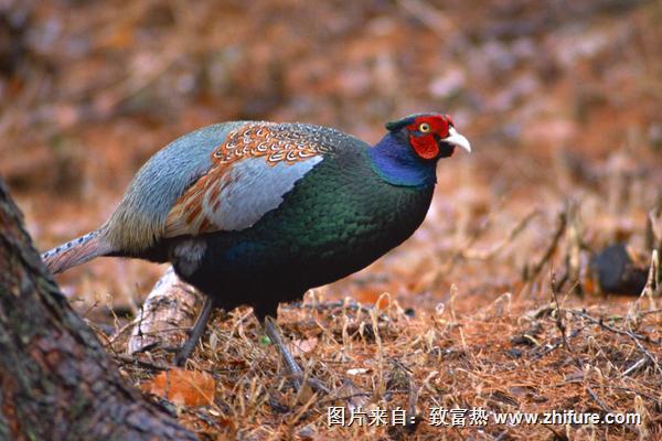 2018養山雞賺錢嗎？山雞養殖的利潤與投資成本及前景預測