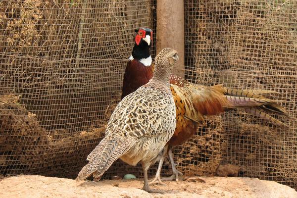 2018養山雞賺錢嗎？山雞養殖的利潤與投資成本及前景預測