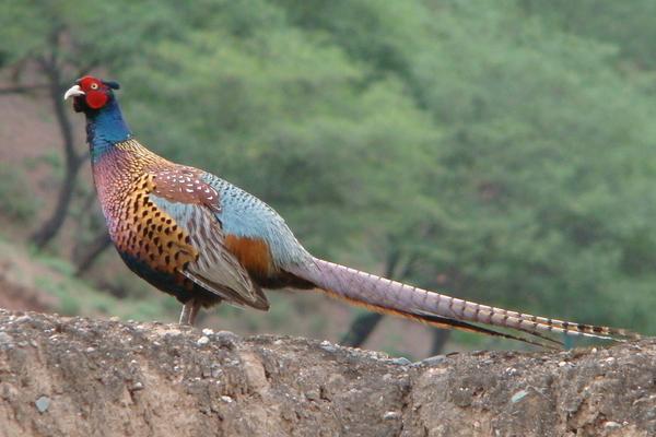 2018養山雞賺錢嗎？山雞養殖的利潤與投資成本及前景預測