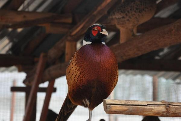 2018養山雞賺錢嗎？山雞養殖的利潤與投資成本及前景預測