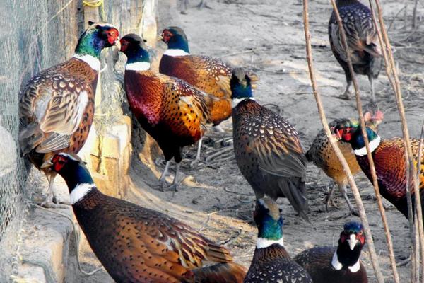 2018養山雞賺錢嗎？山雞養殖的利潤與投資成本及前景預測