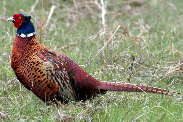 2018養山雞賺錢嗎？山雞養殖的利潤與投資成本及前景預測