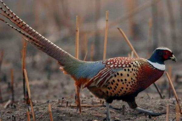 2018養山雞賺錢嗎？山雞養殖的利潤與投資成本及前景預測