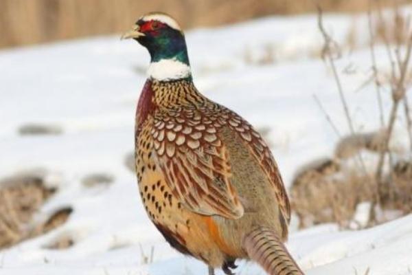 2018養山雞賺錢嗎？山雞養殖的利潤與投資成本及前景預測