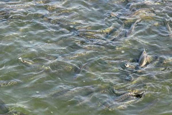 打工小伙養殖黑魚致富經