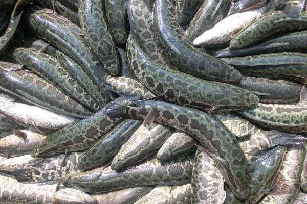 打工小伙養殖黑魚致富經