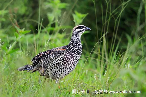 2018養鷓鴣賺錢嗎？鷓鴣養殖的利潤與投資成本及前景預測