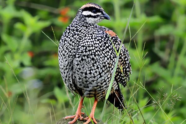 2018養(yǎng)鷓鴣賺錢嗎？鷓鴣養(yǎng)殖的利潤(rùn)與投資成本及前景預(yù)測(cè)