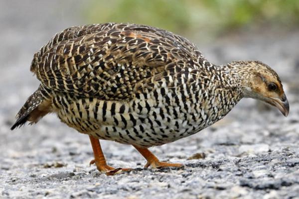 2018養(yǎng)鷓鴣賺錢嗎？鷓鴣養(yǎng)殖的利潤(rùn)與投資成本及前景預(yù)測(cè)