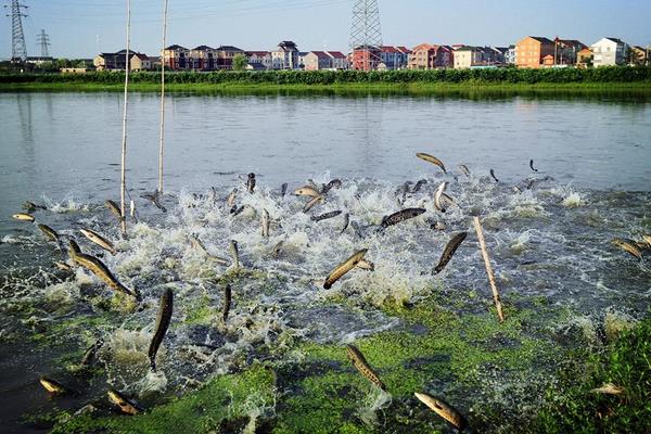 打工小伙養殖黑魚致富經