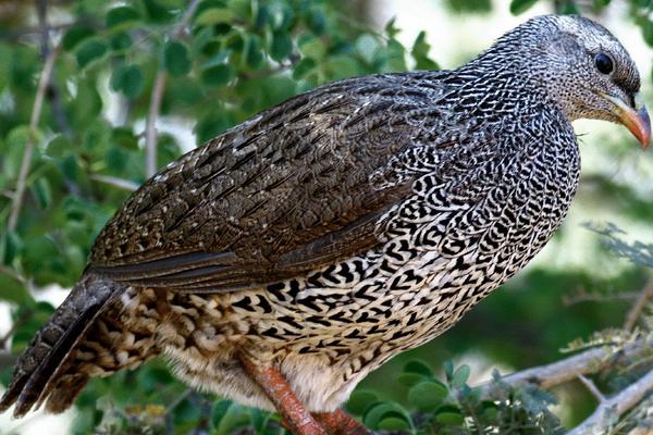 2018養(yǎng)鷓鴣賺錢嗎？鷓鴣養(yǎng)殖的利潤(rùn)與投資成本及前景預(yù)測(cè)