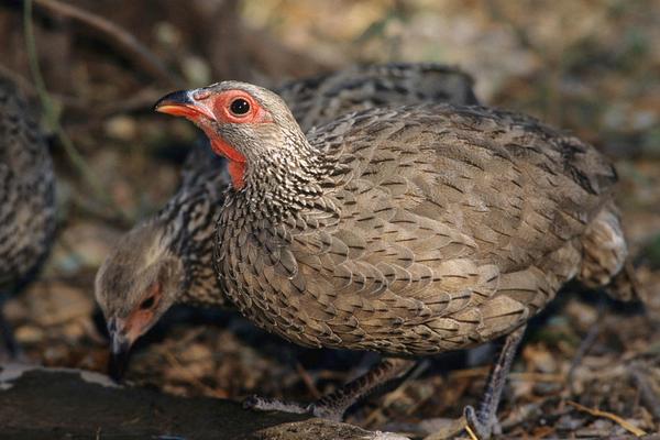 2018養(yǎng)鷓鴣賺錢嗎？鷓鴣養(yǎng)殖的利潤(rùn)與投資成本及前景預(yù)測(cè)