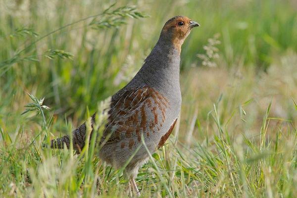 2018養(yǎng)鷓鴣賺錢嗎？鷓鴣養(yǎng)殖的利潤(rùn)與投資成本及前景預(yù)測(cè)