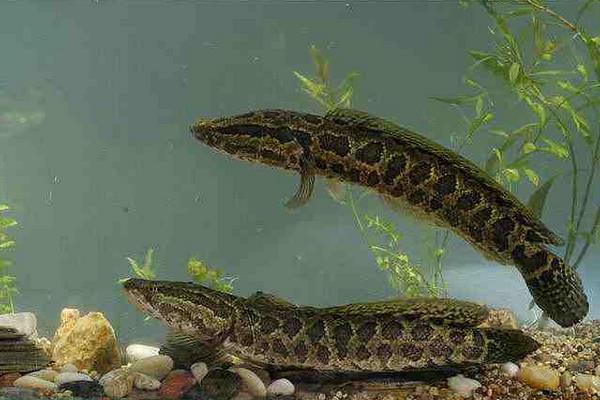 打工小伙養殖黑魚致富經