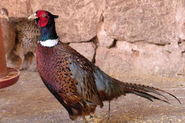 2018養野雞賺錢嗎？野雞養殖的利潤與投資成本及前景預測