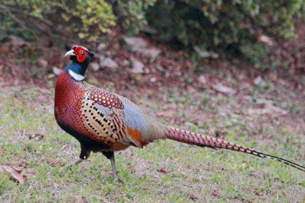 2018養野雞賺錢嗎？野雞養殖的利潤與投資成本及前景預測