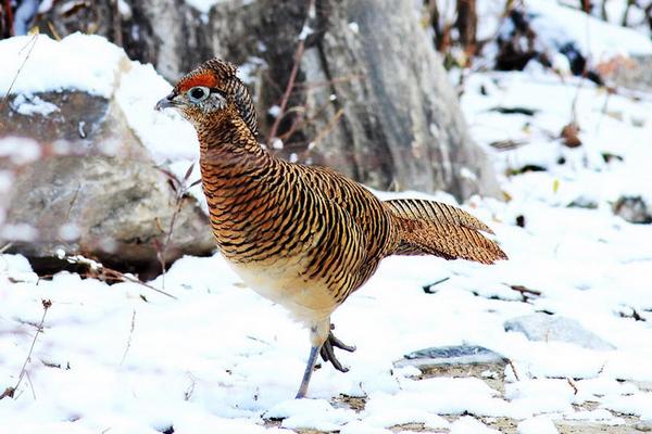 2018養野雞賺錢嗎？野雞養殖的利潤與投資成本及前景預測