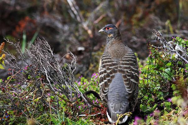 2018養野雞賺錢嗎？野雞養殖的利潤與投資成本及前景預測