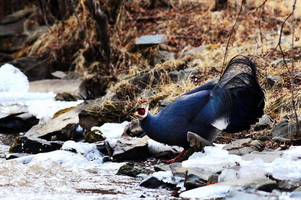 2018養野雞賺錢嗎？野雞養殖的利潤與投資成本及前景預測