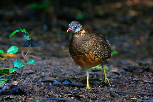 2018養(yǎng)鷓鴣賺錢嗎？鷓鴣養(yǎng)殖的利潤(rùn)與投資成本及前景預(yù)測(cè)