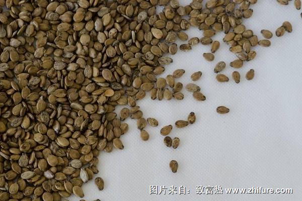 西瓜種子價格多少錢一斤