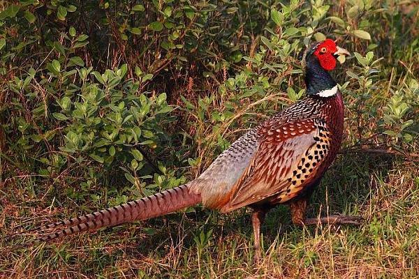 2018養野雞賺錢嗎？野雞養殖的利潤與投資成本及前景預測