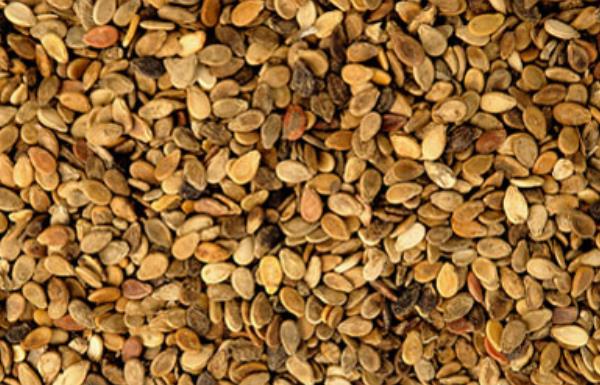 西瓜種子價格多少錢一斤