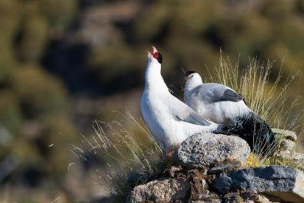 2018養野雞賺錢嗎？野雞養殖的利潤與投資成本及前景預測